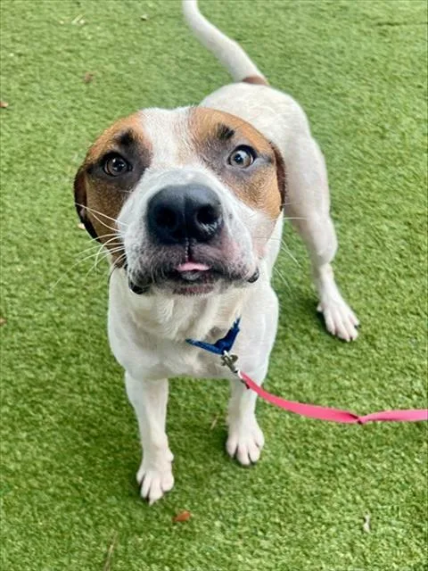 A young large-sized male Terrier dog named Dash for adoption in Miami, FL