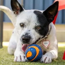 An adult small-sized female White / Cream Australian Cattle Dog / Blue Heeler named Poppy for adoption in Idaho Falls, ID