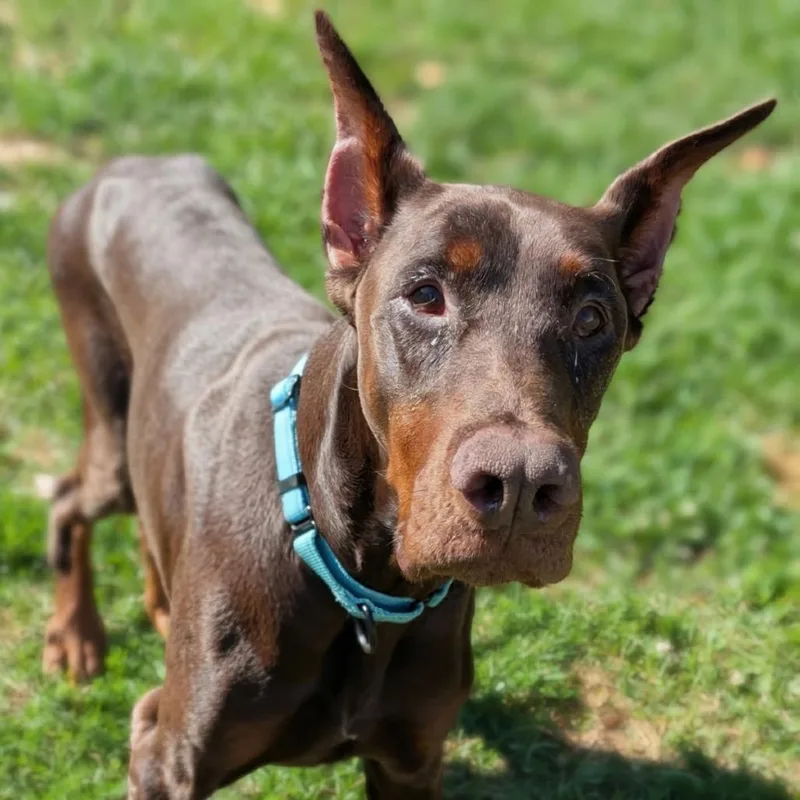 An adult large-sized male Red / Chestnut / Orange Doberman Pinscher dog named Apollo  I'm A for adoption in Sandown, NH