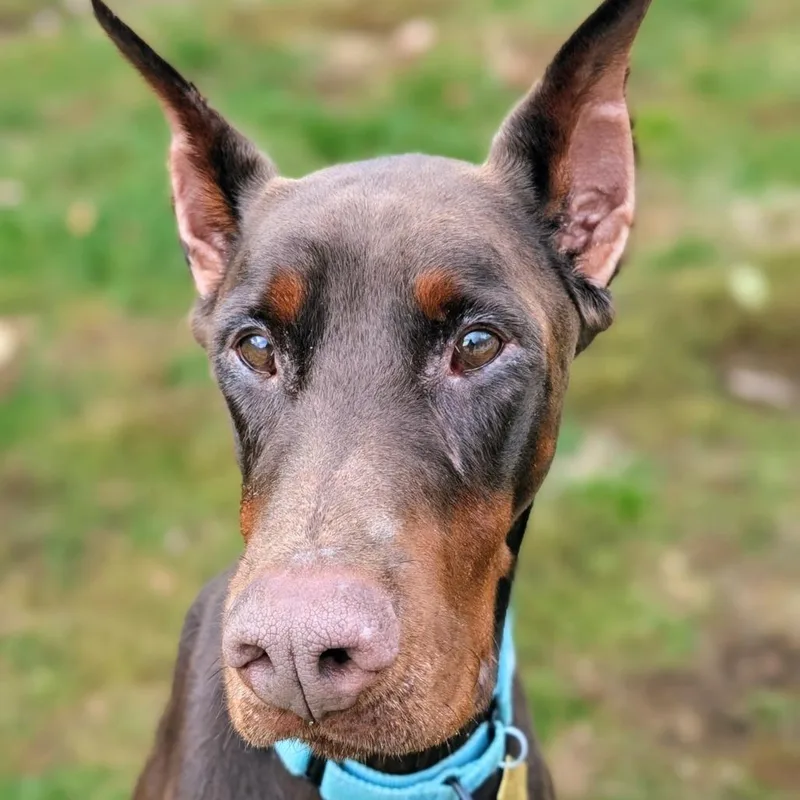 Apollo  I'm A thumbnail 4