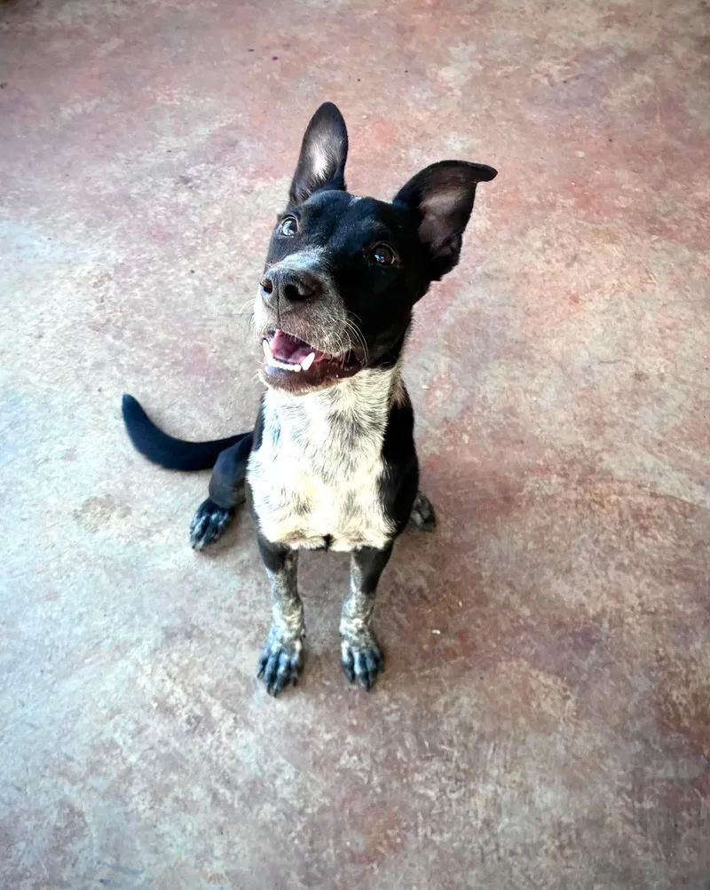 A young medium-sized male Australian Cattle Dog / Blue Heeler dog named Ernie for adoption in Senatobia, MS