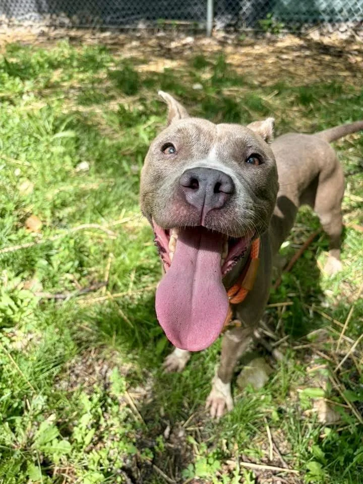 An adult medium-sized female Gray / Blue / Silver Pit Bull Terrier dog named Skydiver for adoption in Chicago, IL
