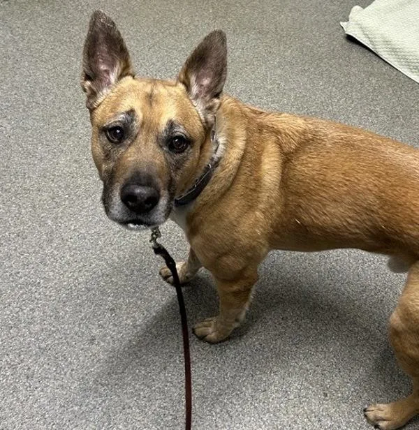 A senior large-sized male Belgian Shepherd / Sheepdog dog named Duke for adoption in Escondido, CA