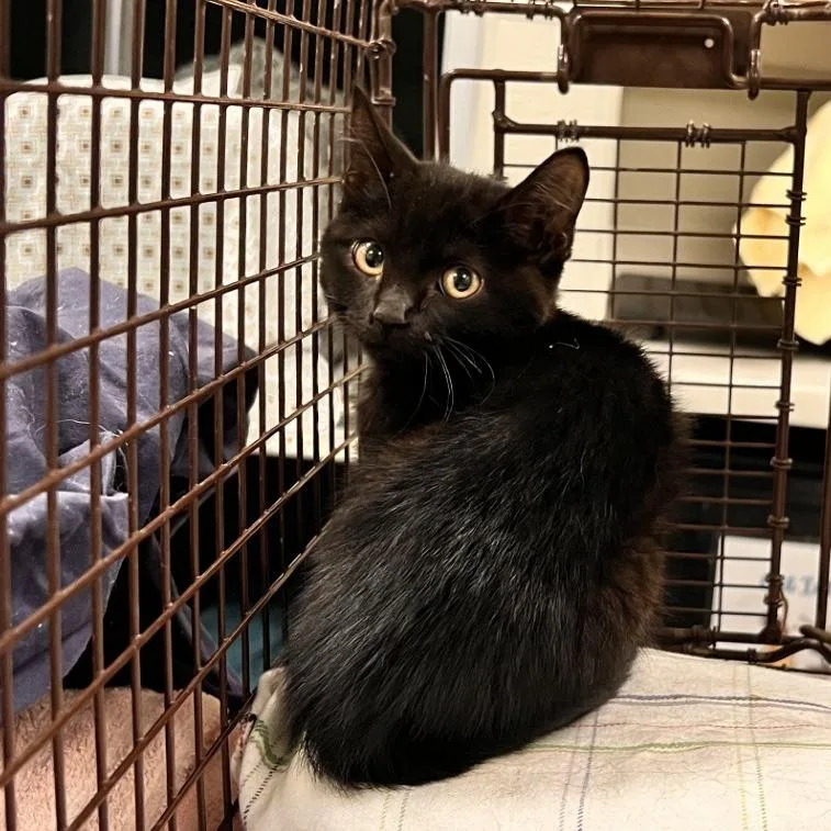 A baby small-sized male Black Domestic Short Hair cat named Void for adoption in Las Cruces, NM