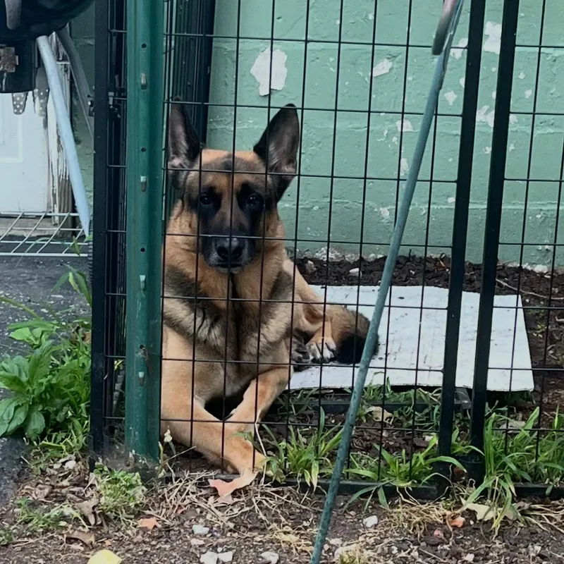 An adult small-sized male Black Shepherd dog named Zeus  Home To for adoption in South Elgin, IL