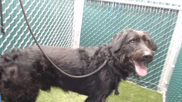 A young medium-sized male Irish Wolfhound dog named Hashi for adoption in Downey, CA