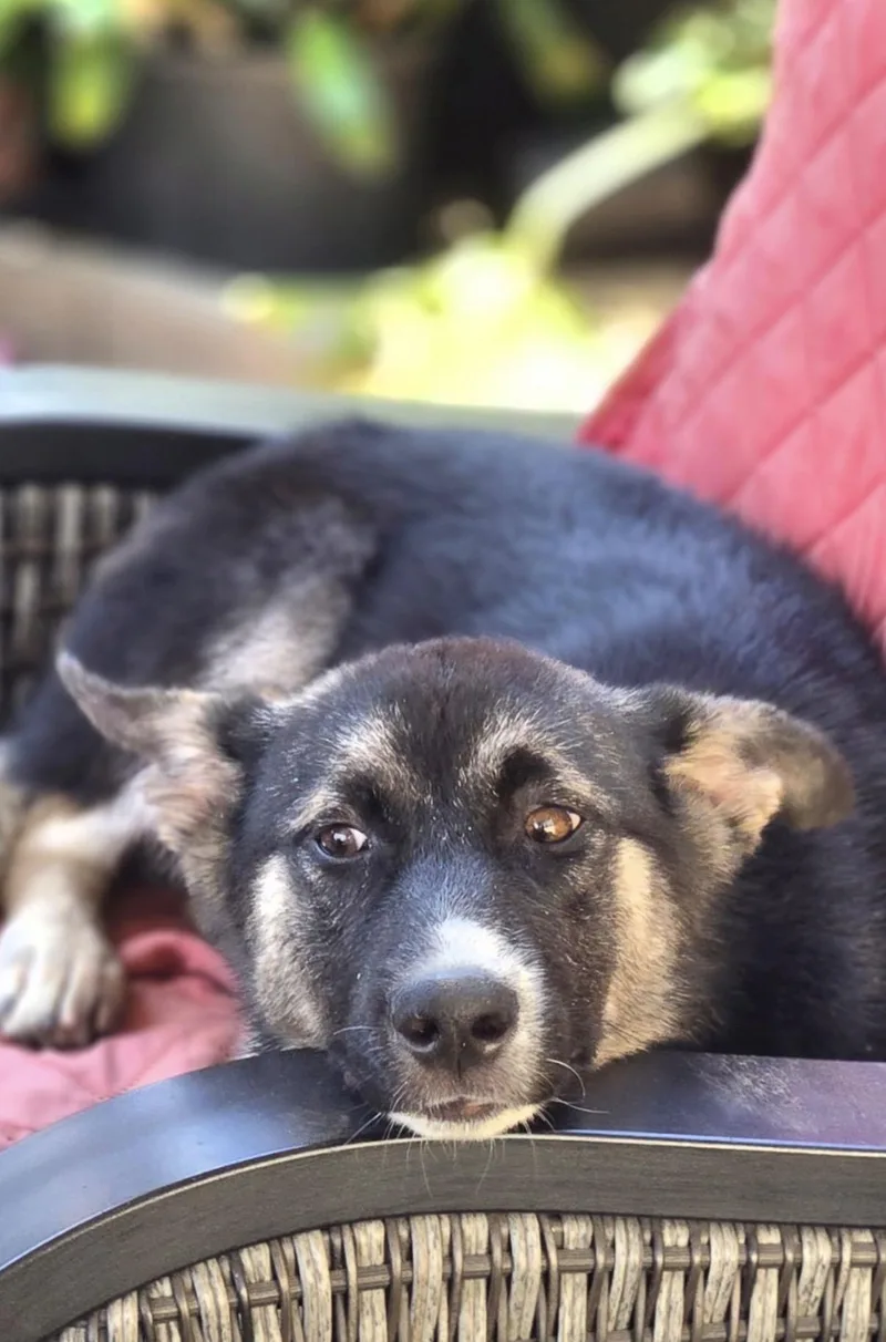 A young medium-sized female Shepherd dog named Dolly for adoption in Tarzana, CA