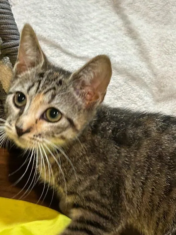 A young medium-sized female Tabby (Brown / Chocolate) Domestic Short Hair cat named Fiesta for adoption in North Babylon, NY