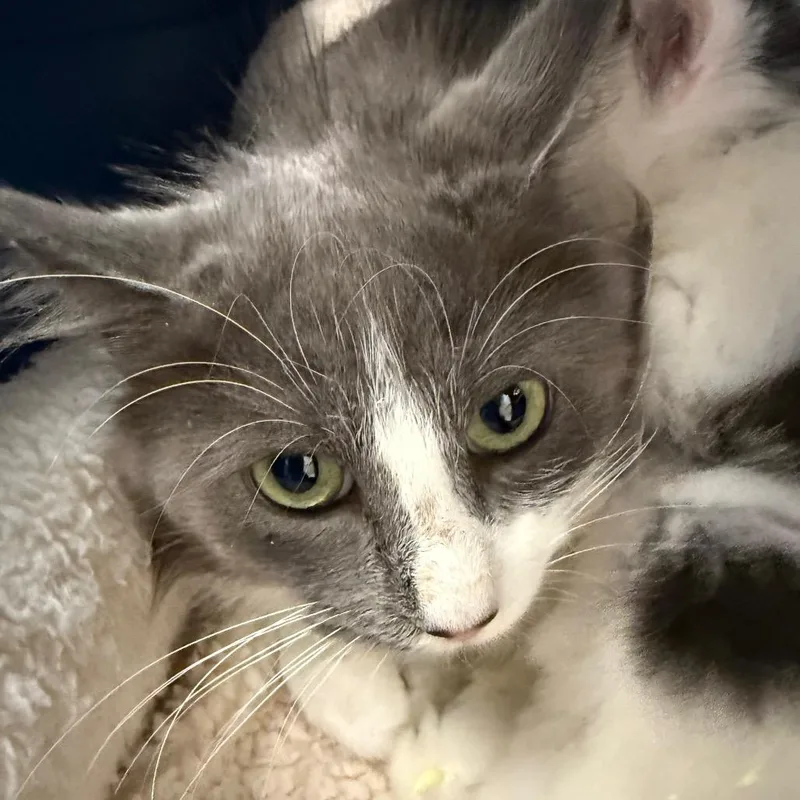 An adult medium-sized female White Domestic Medium Hair cat named Wawa for adoption in Troy, VA