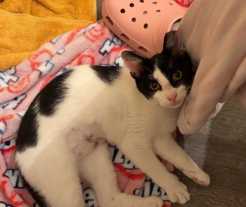 A baby medium-sized female Domestic Short Hair cat named Selena for adoption in Evans, GA