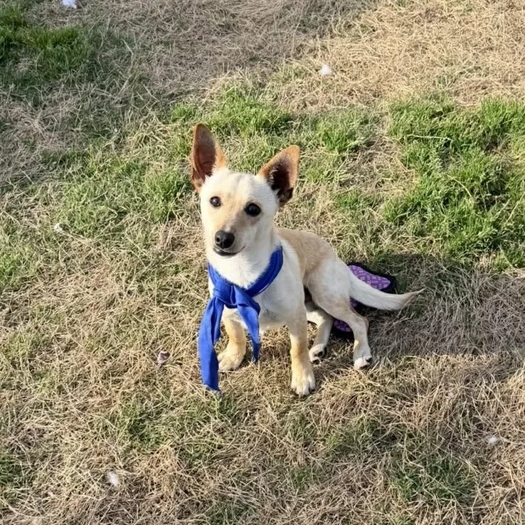 A young small-sized male Dachshund dog named Mickey Is Only  for adoption in Kaufman, TX