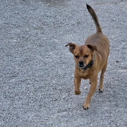 A senior small-sized male Red / Chestnut / Orange Chihuahua dog named Copper for adoption in Kansas City, MO
