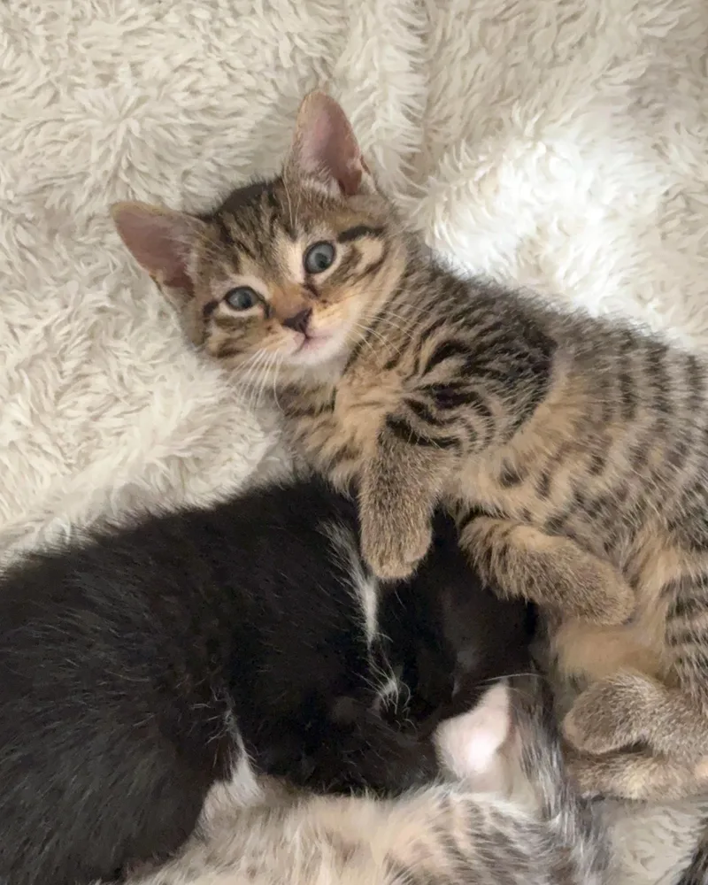 A baby medium-sized female Tabby (Brown / Chocolate) Domestic Short Hair cat named Cleo for adoption in Brooklyn, NY