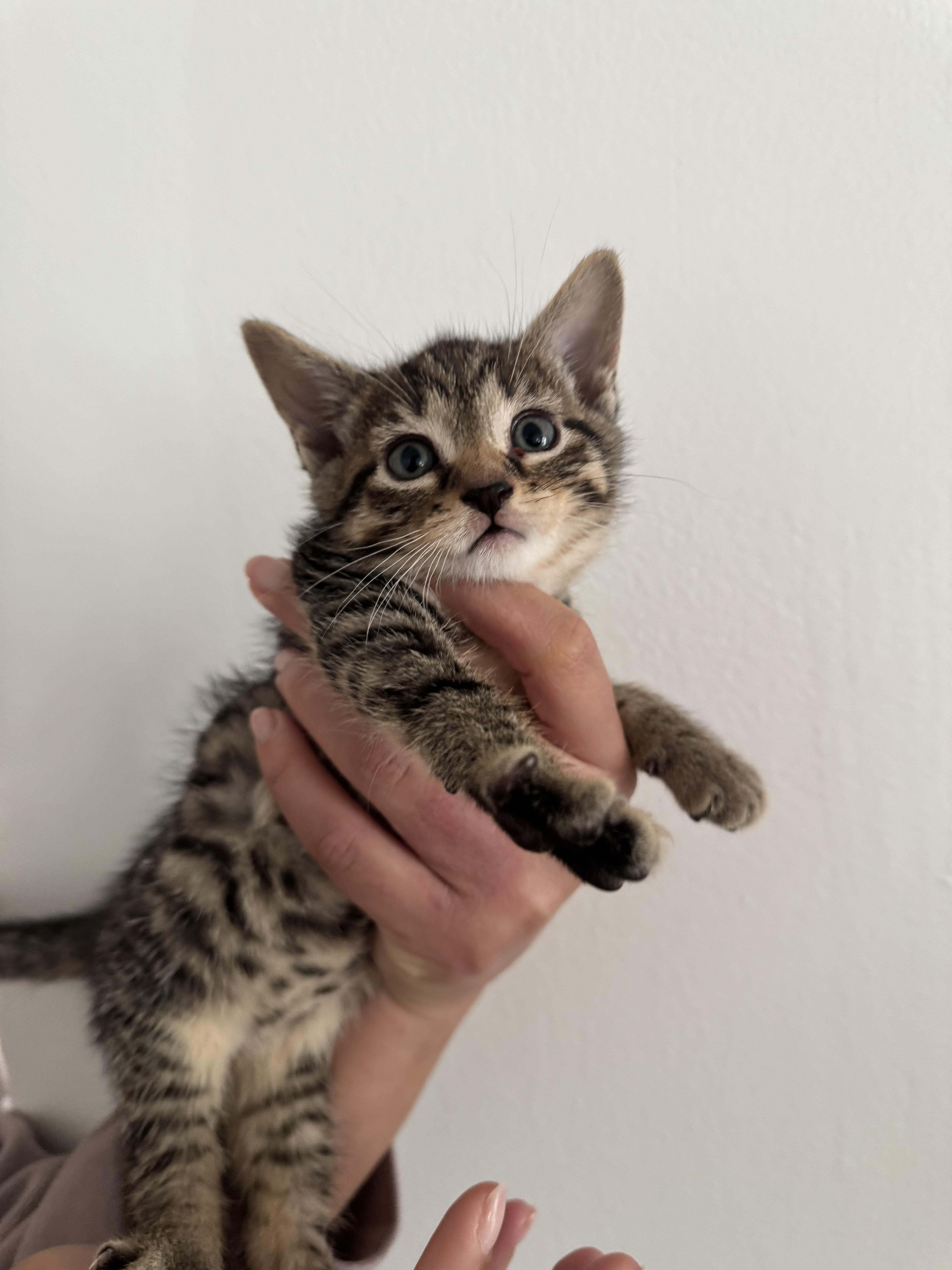 Cleo thumbnail 2
