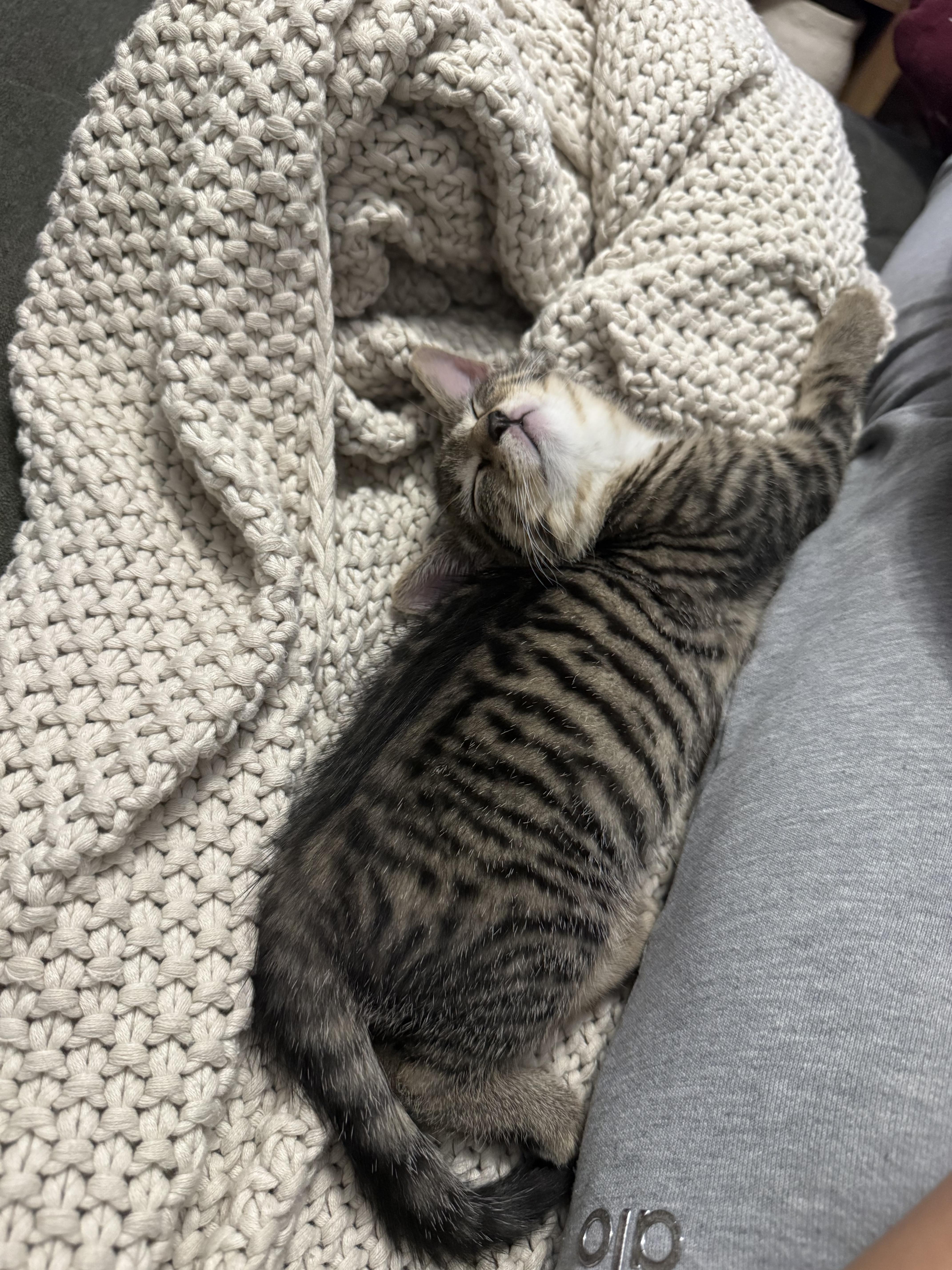 Cleo thumbnail 3