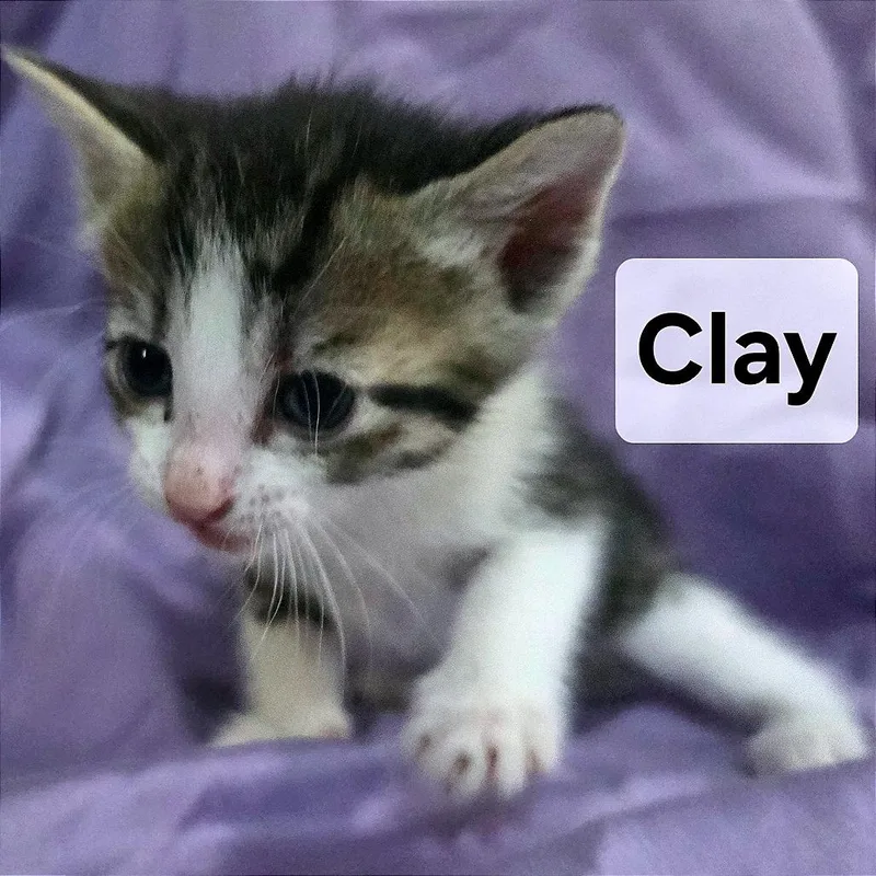 A baby small-sized female White Domestic Short Hair cat named Clay for adoption in Webster, TX
