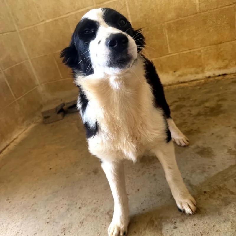 A young medium-sized female Apricot / Beige Mixed Breed dog named Montana for adoption in LOXAHATCHEE, FL
