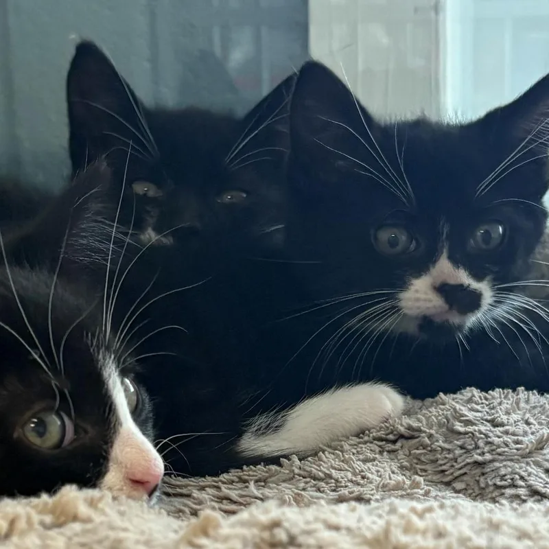 A baby small-sized male Black Domestic Short Hair cat named Jacks for adoption in East Hanover, NJ