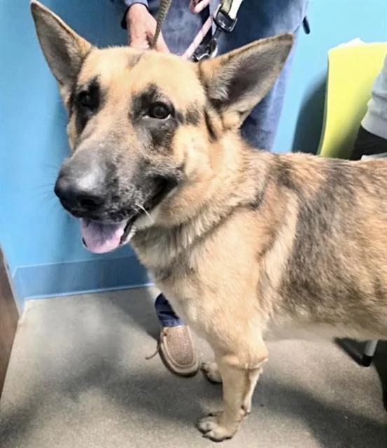 An adult medium-sized male German Shepherd Dog dog named Flaco for adoption in Houston, TX