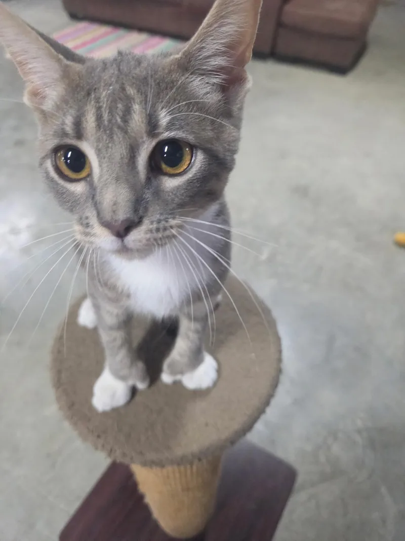 A baby medium-sized female Gray & White Domestic Short Hair cat named Polly the Polydactyl for adoption in Avondale, PA