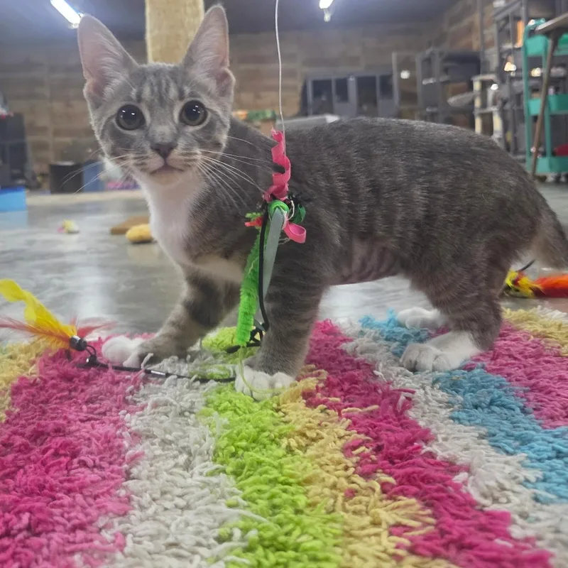 Polly the Polydactyl thumbnail 2