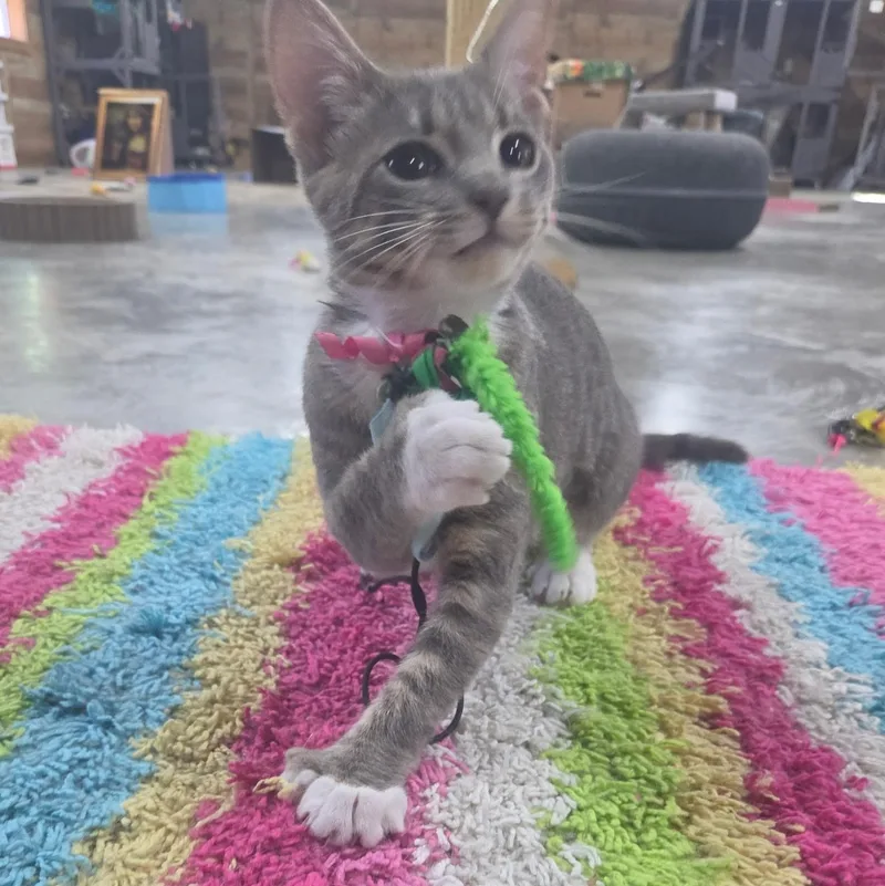 Polly the Polydactyl thumbnail 3