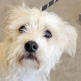 A young small-sized female White / Cream Mixed Breed dog named Stella for adoption in Las Cruces, NM