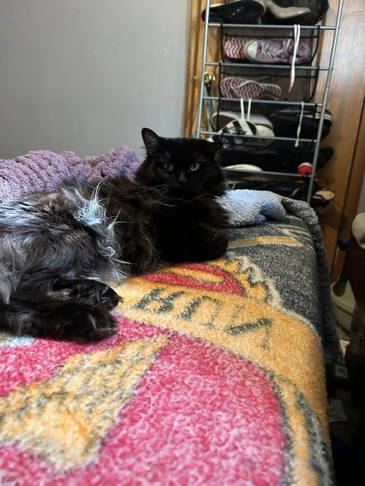 A young medium-sized female Black & White / Tuxedo Domestic Medium Hair cat named Violet for adoption in Kannapolis, NC