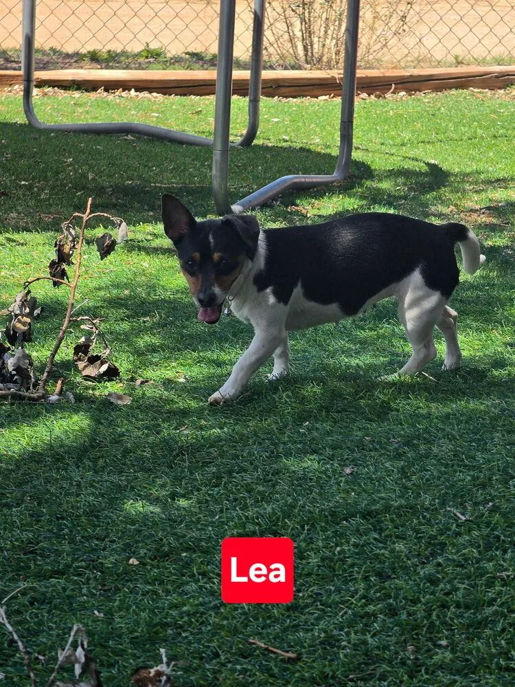 Lea