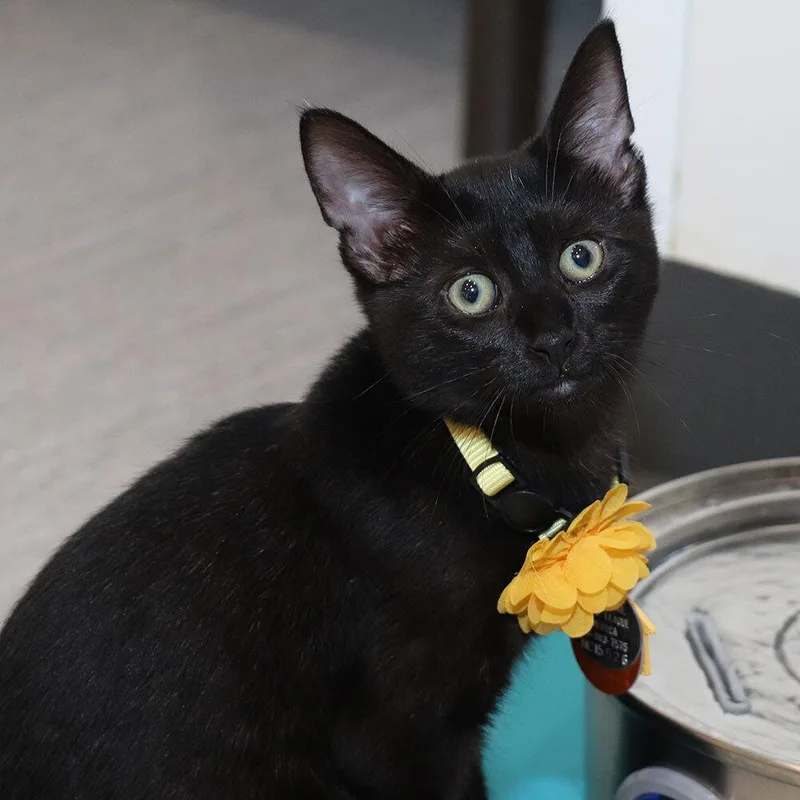 A baby small-sized female Domestic Short Hair cat named Swan for adoption in Port Washington, NY