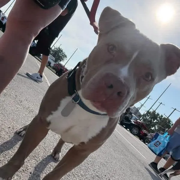 An adult large-sized male Yellow / Tan / Blond / Fawn Pit Bull Terrier dog named Jerome for adoption in Mooresville, IN