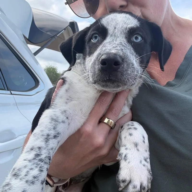 Oreo