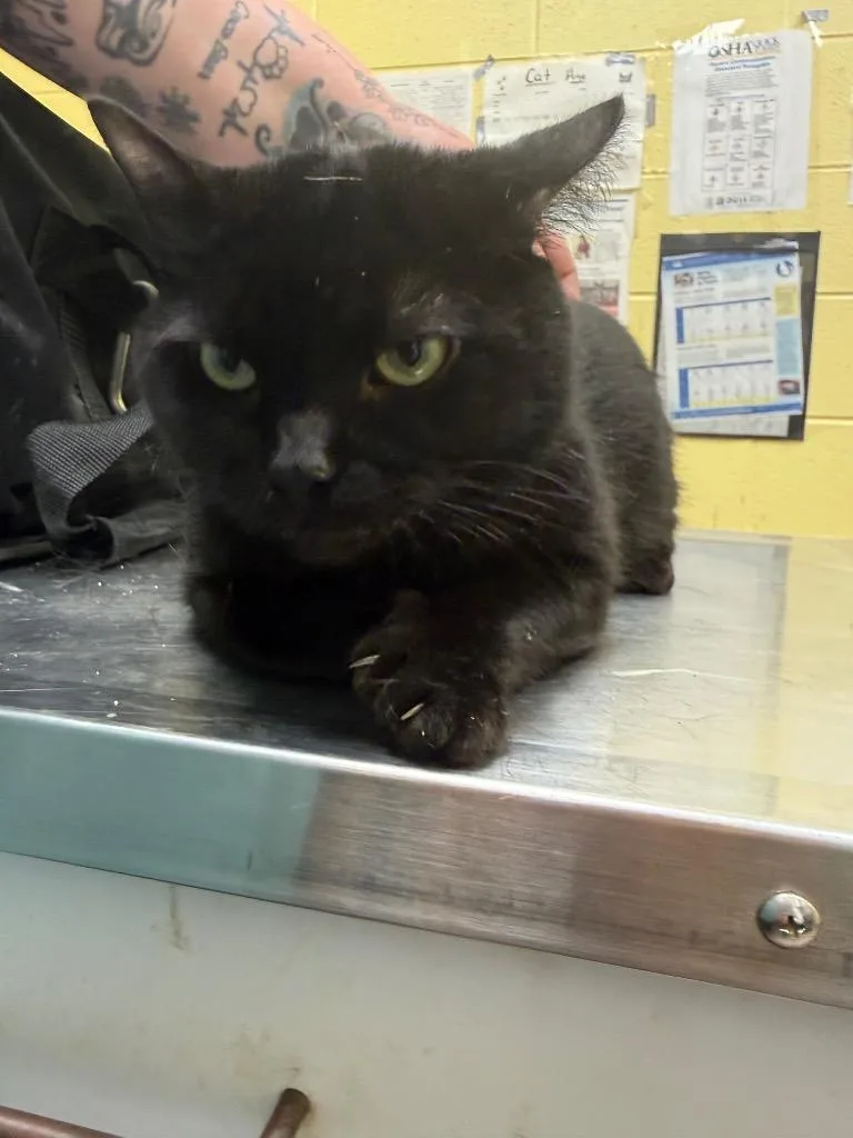 An adult small-sized male Domestic Short Hair cat named Kylo for adoption in Crossville, TN