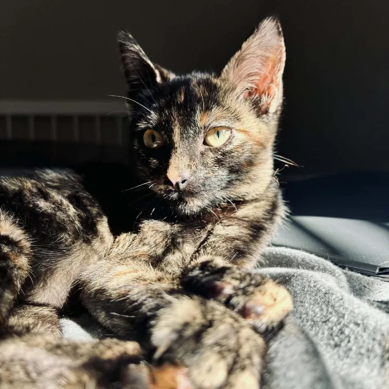 Carmelita thumbnail 2