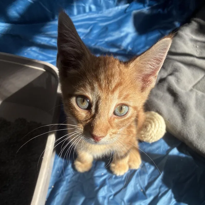 A baby small-sized male Orange / Red Domestic Short Hair cat named Topaz for adoption in East Hanover, NJ