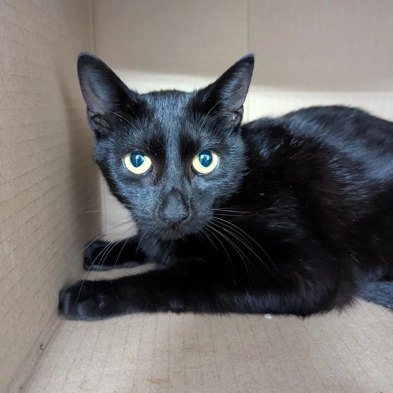 A young medium-sized female Black Domestic Short Hair cat named Bell for adoption in Evansville, IN