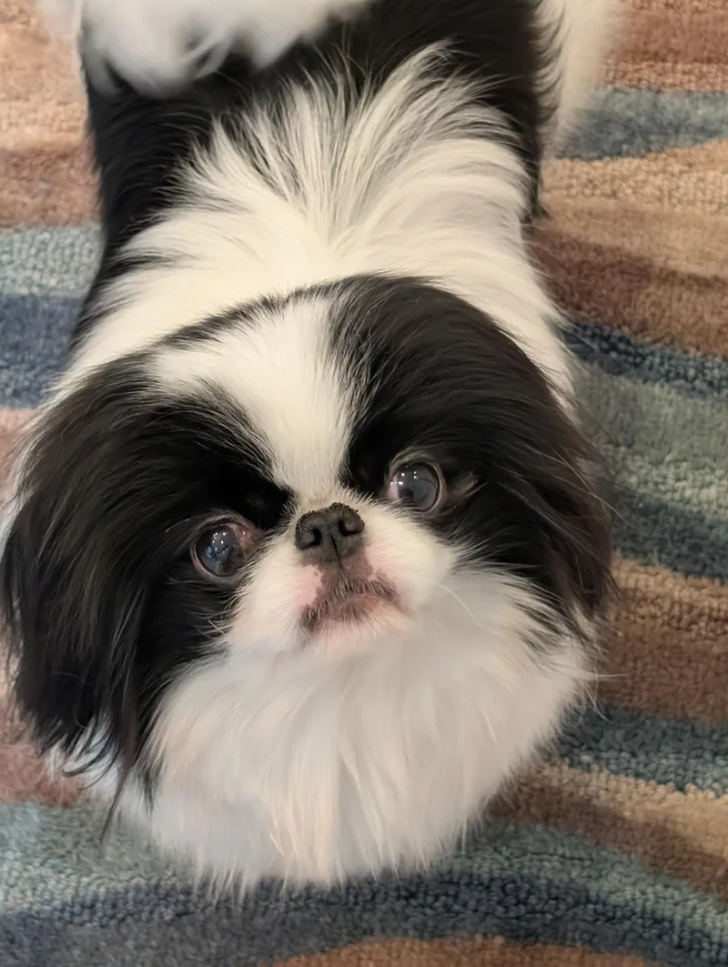 An adult small-sized female Black Japanese Chin dog named Mai Mai for adoption in Greensboro, NC
