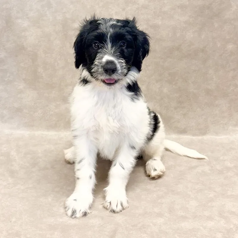 A baby small-sized female Goldendoodle dog named Lola for adoption in Parker, CO