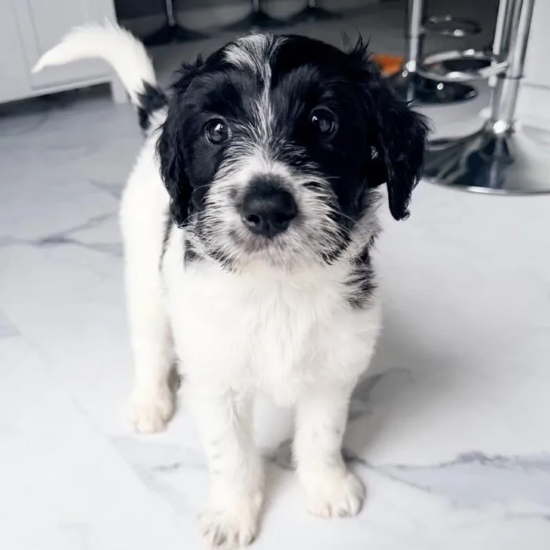Lola thumbnail 5