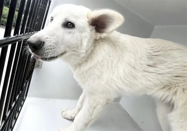 An adult medium-sized male Great Pyrenees dog named A for adoption in Houston, TX