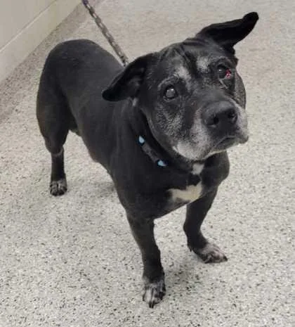 A senior large-sized male Black Mixed Breed dog named Blaine for adoption in Kansas City, MO