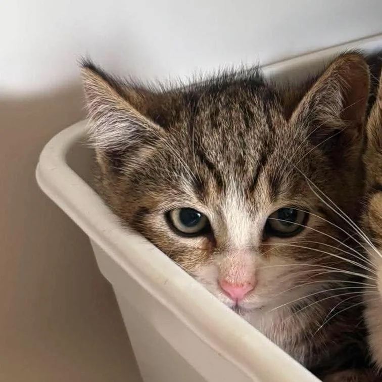 A baby small-sized male Brown / Chocolate Domestic Short Hair cat named Dwight for adoption in Rocky Mount, VA