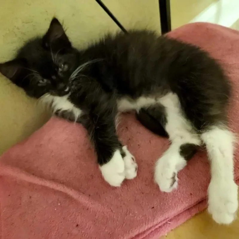 A baby small-sized male Black Domestic Short Hair cat named Gregory for adoption in Tallahassee, FL