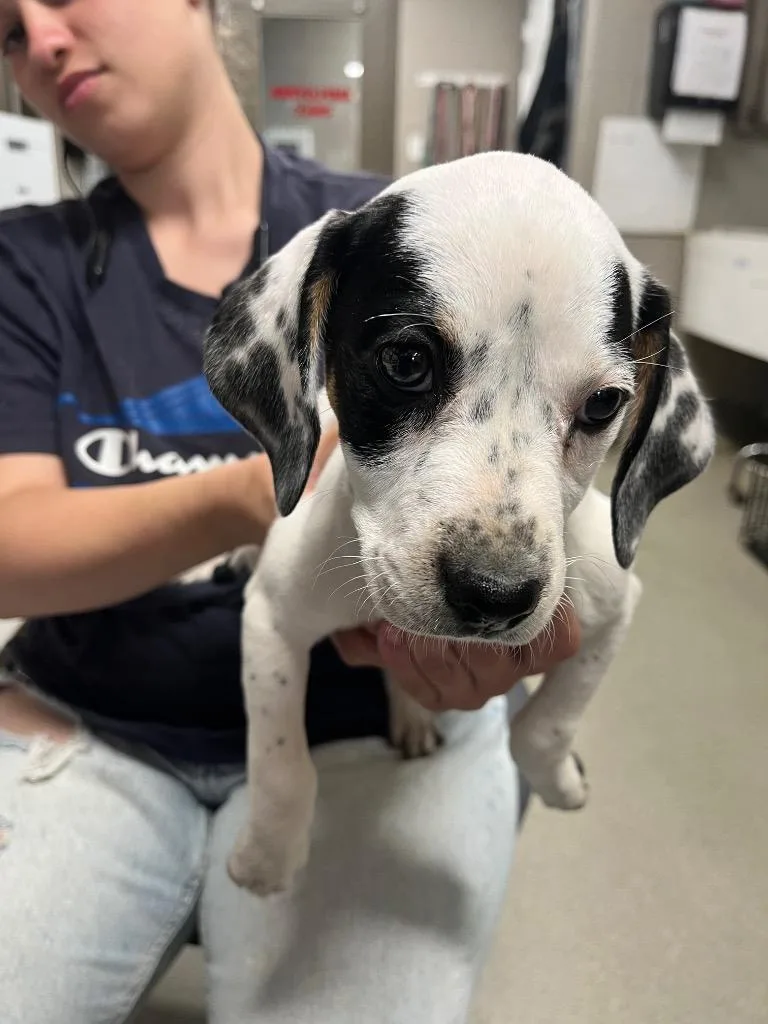 A baby small-sized female Beagle dog named Jazzy for adoption in Hopkinsville, KY