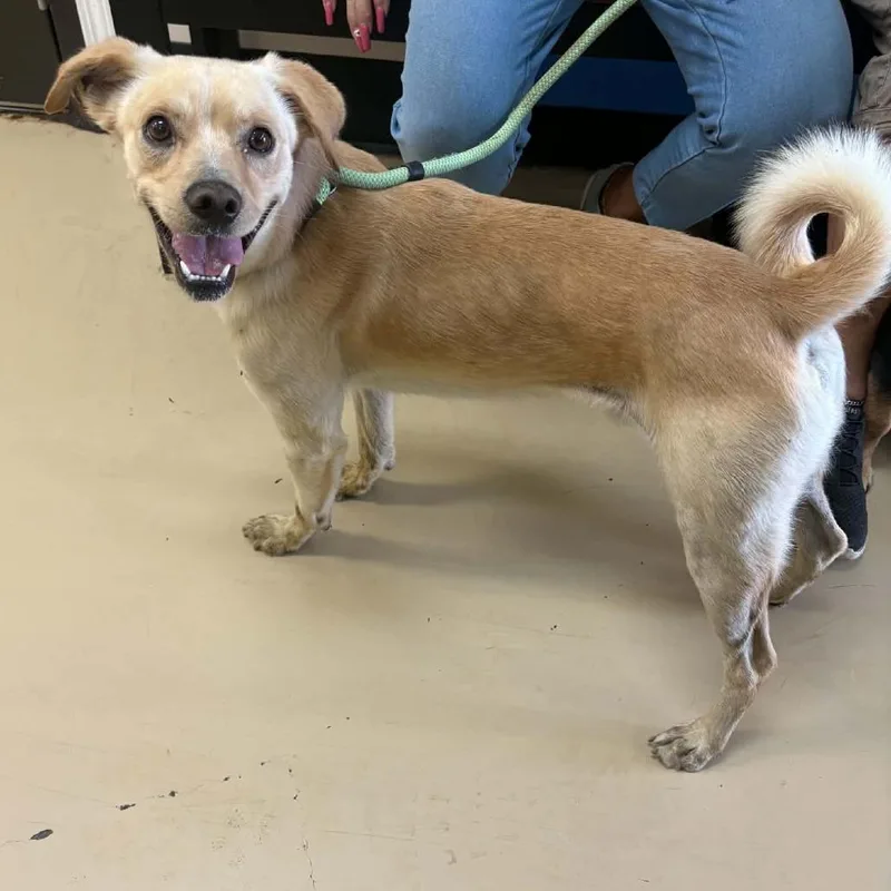 An adult medium-sized male Yellow / Tan / Blond / Fawn Pug dog named Lenny Chino Hills for adoption in Chino Hills, CA