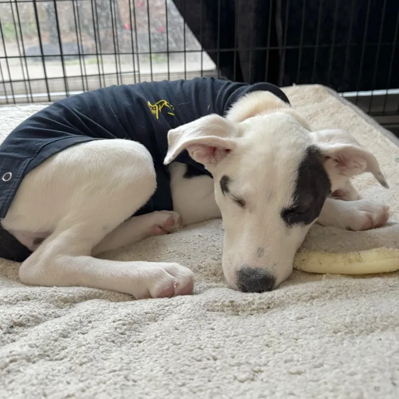 Seraphina thumbnail 2