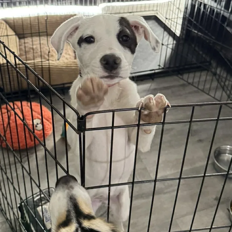 Seraphina thumbnail 4