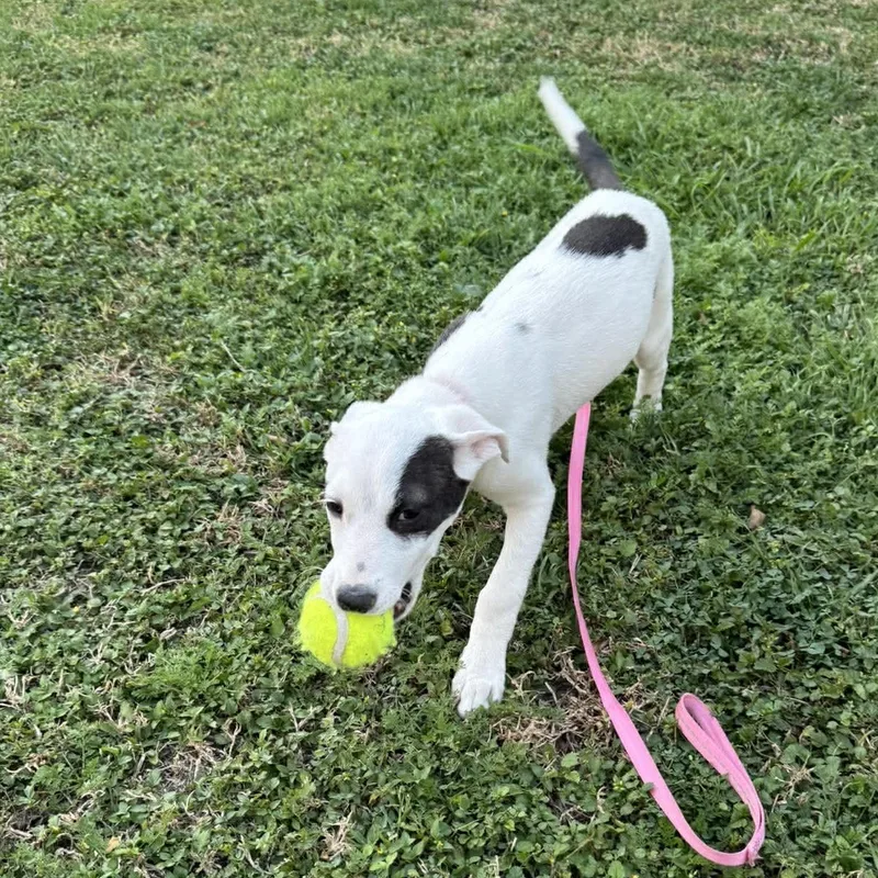 Seraphina thumbnail 5