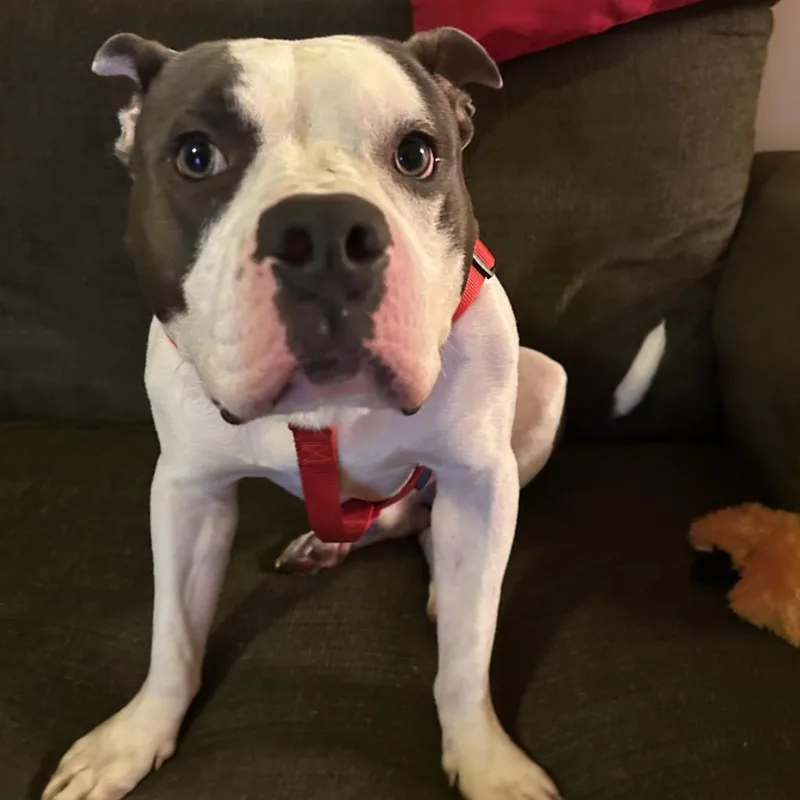 Buddy Boy thumbnail 2