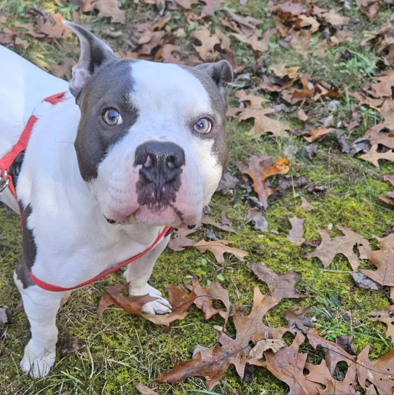 Buddy Boy thumbnail 3